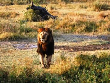 The majestic lion - here comes trouble. (Lynn R. Blamires, Special to the Daily Herald)